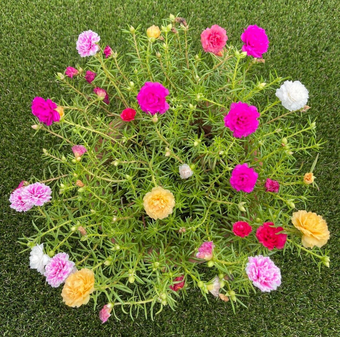 1000+ SEEDS-MIXED MOSS ROSE Vietnam Rose Portulaca Grandiflora Buy2Get1Free