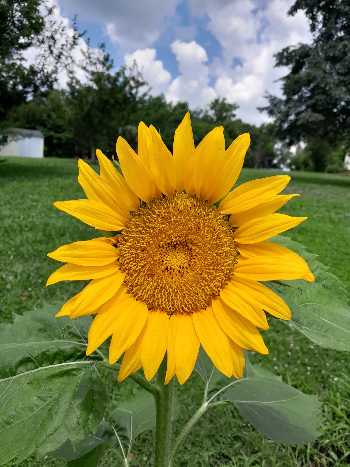 15 Large Sunflower Seeds NON GMO Pollinator Attractor ORGANIC Snacks USA GROWN