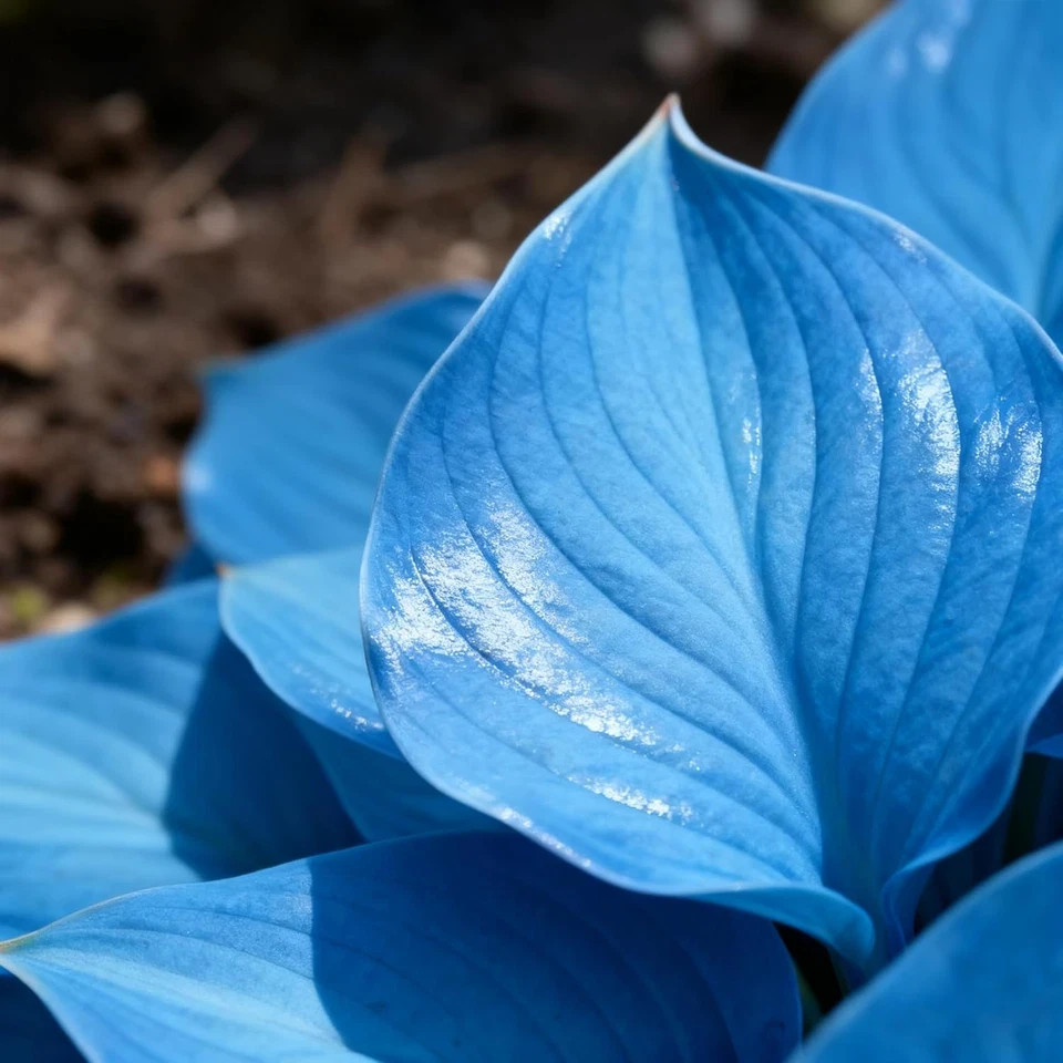 (( 4,000 )) Heirloom Seeds BLUE HOSTA NON GMO Garden Plant Perennials ZONE 3-9