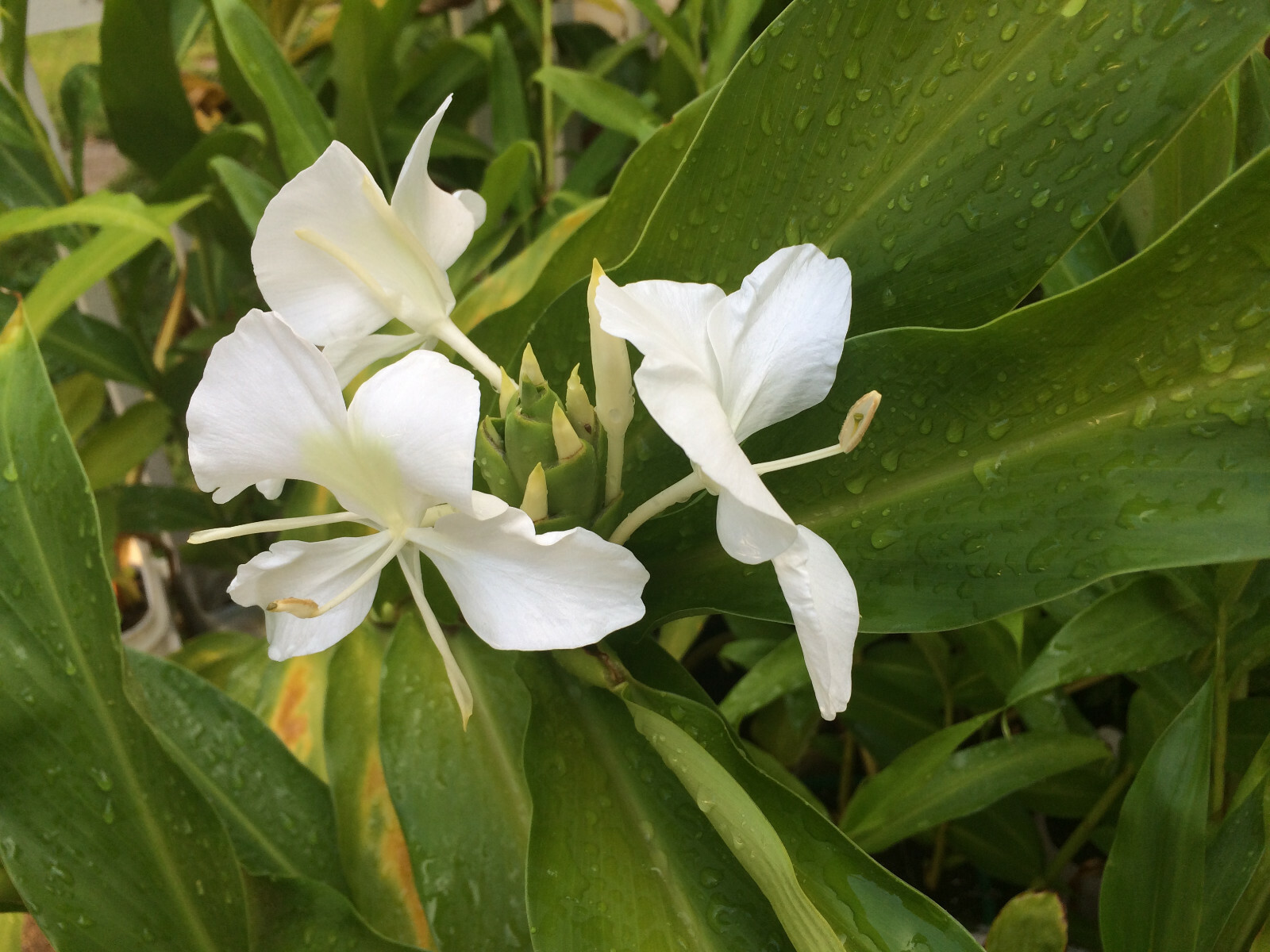 White Ginger (Hedychium coronarium) Fragrant, Beautiful, Hardy, Easy BIG BULBS +
