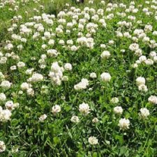 5 LBS WHITE DUTCH CLOVER SEED FOR LAWNS & GROUND COVER 800,000 SEEDS PER LB