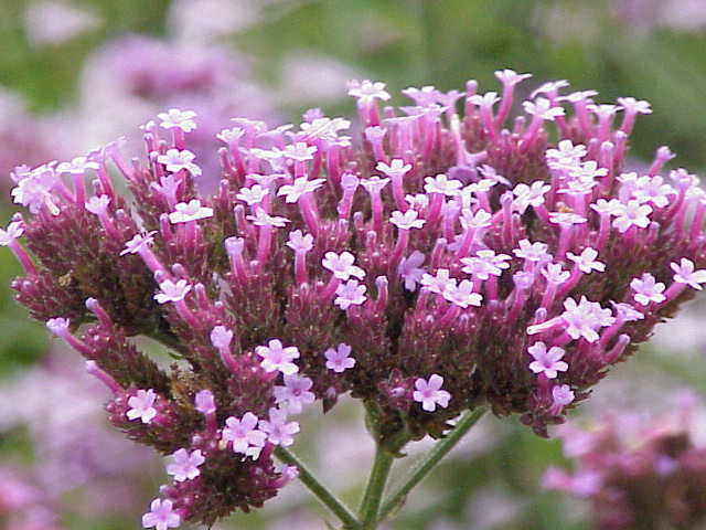 175 Verbena bonariensis – Vervain – Drought Tolerant – Attract Butterflies