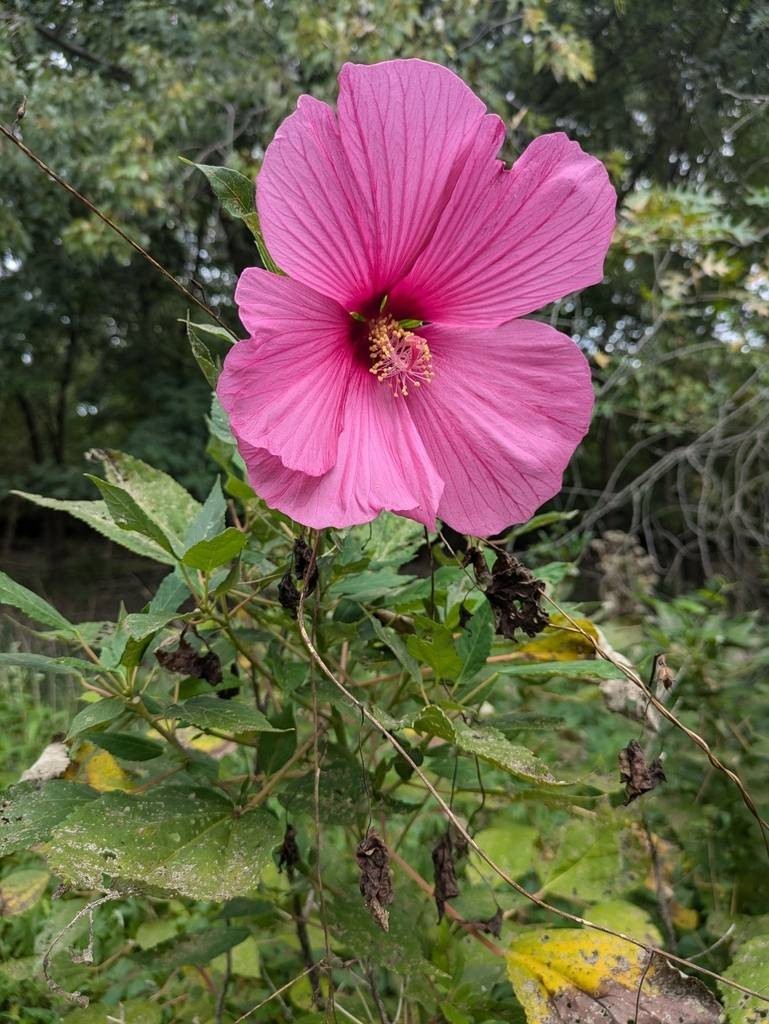 20 Pink Swamp Mallow Rose Seeds “LARGE FLOWER” Hardy Hibiscus Fast Garden Plant