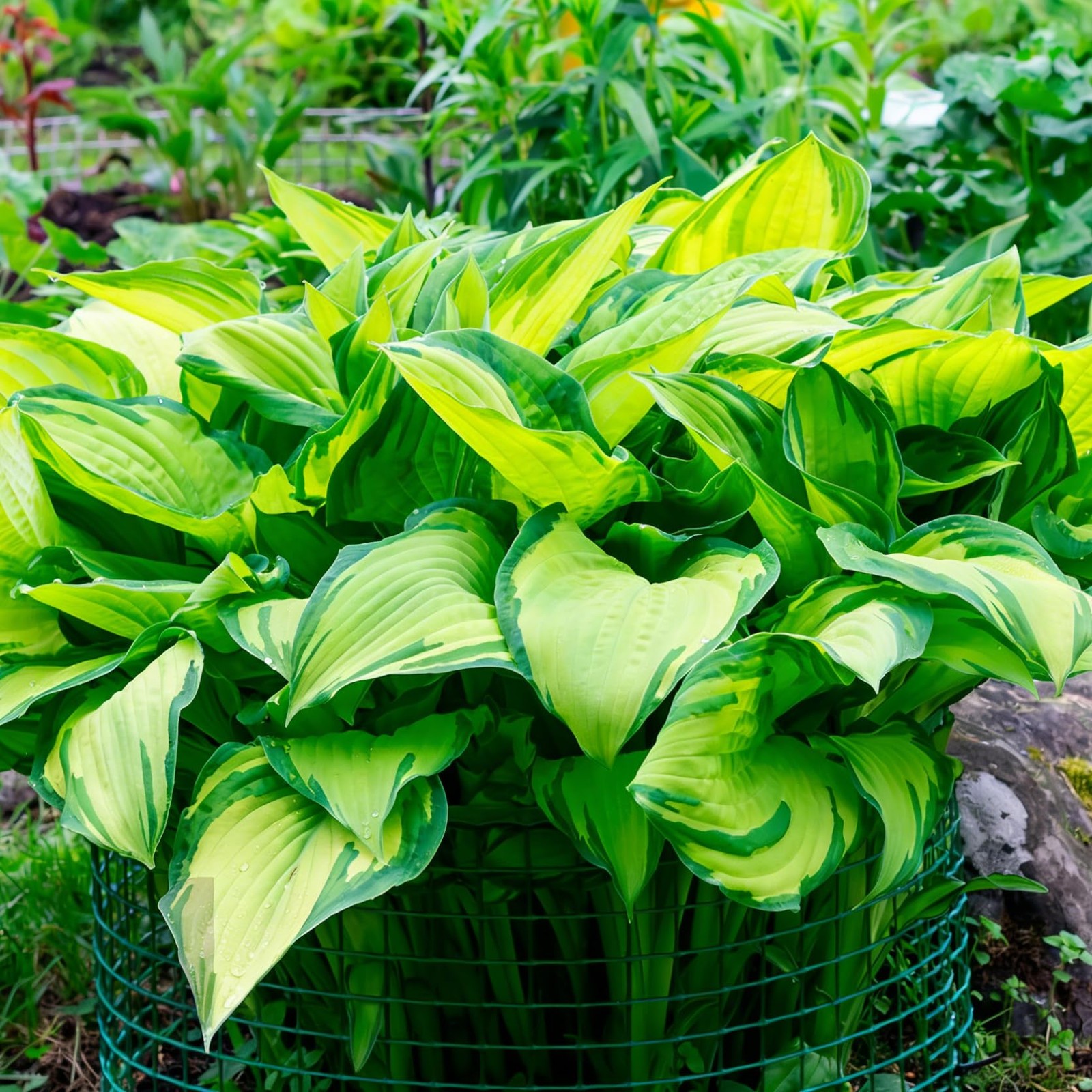 Hosta Seeds for Planting, 290+pcs Perennial Rare Hosta Flower Seeds, Non-GMO …