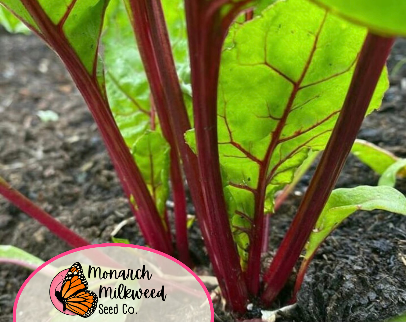 550+ Beet Seeds ‘Cylindra’ | Heirloom, Non-GMO, Vegetable Gardening Seed Packet