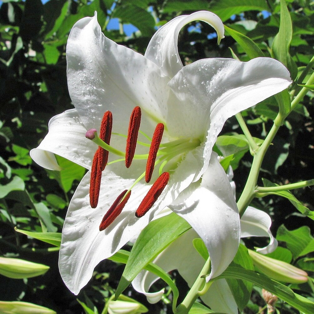 Giant Tree Lily “Pretty Lady” Flowers – 3, 6 or 12 Bulbs – Attracts Butterflies,