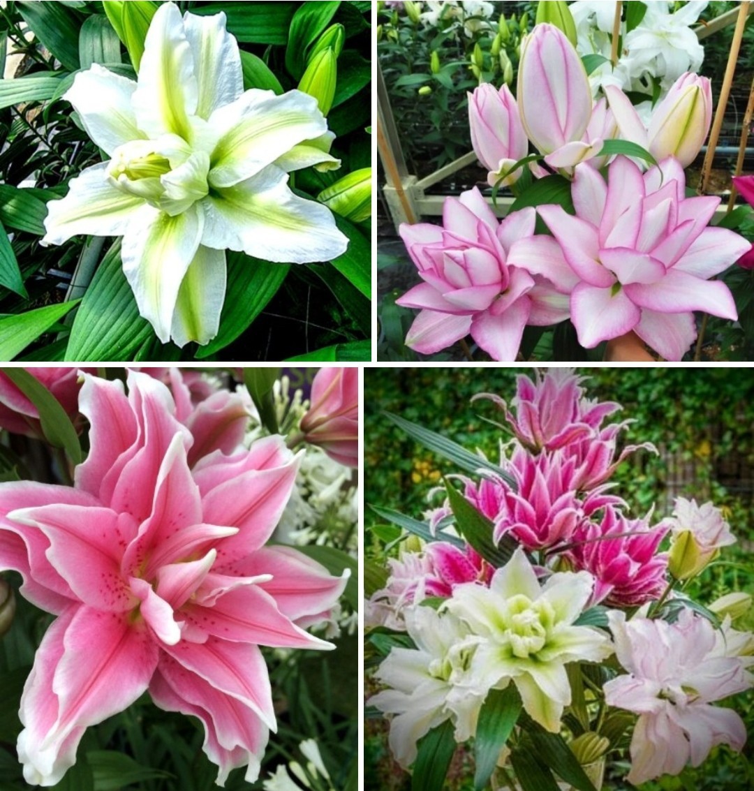 Lily Flower Bulbs 4 Rose Lilys Mixed Flowers Roselily Butterfly Garden Plants