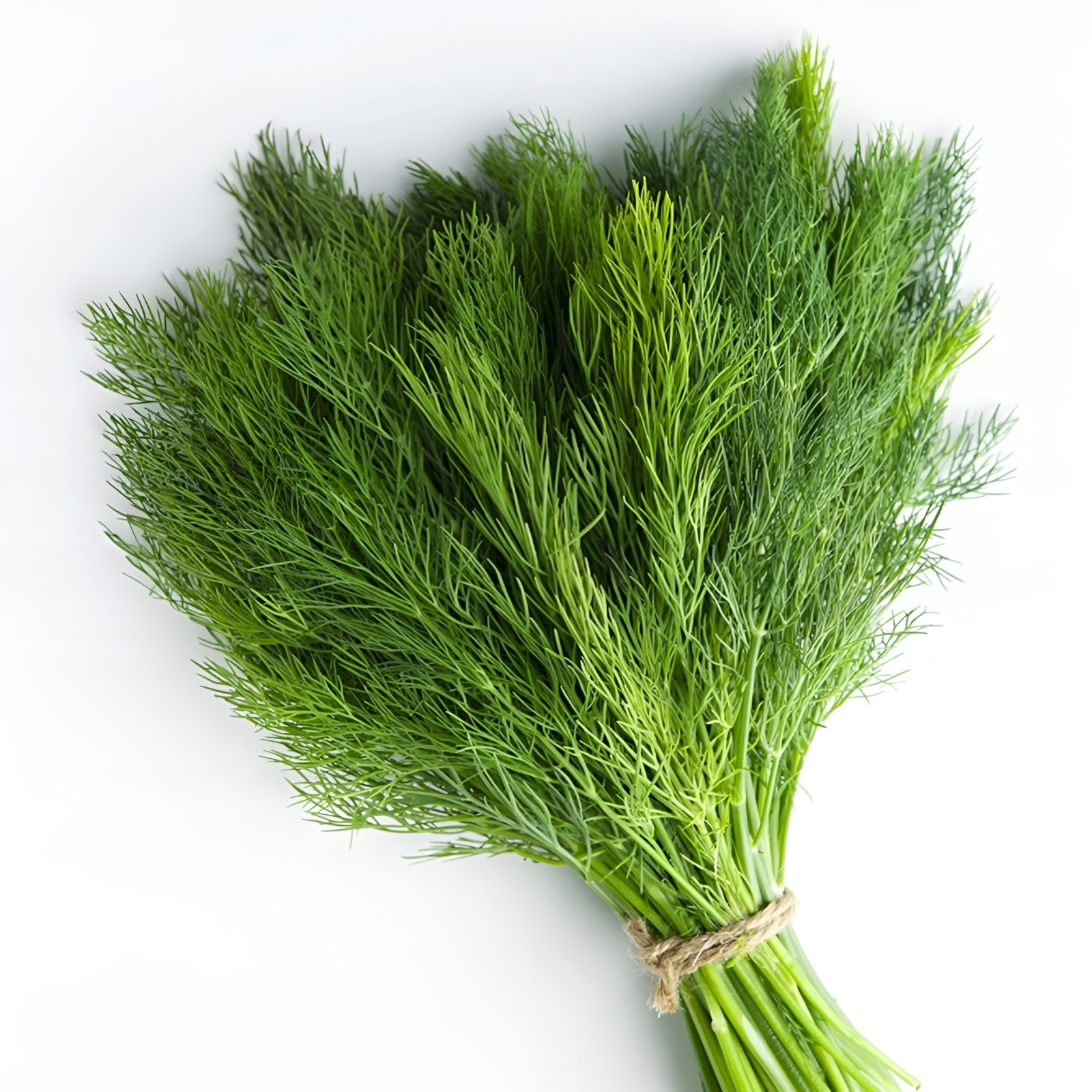 1200 Heirloom Bouquet Dill Seeds – Classic Dill Flavor – Herb – NonGMO Organic