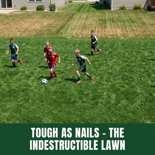 Old Cobblers Farm™ Wicked Tuff Turf Water Warden Tall Fescue Tri-Blend Lawn Seed