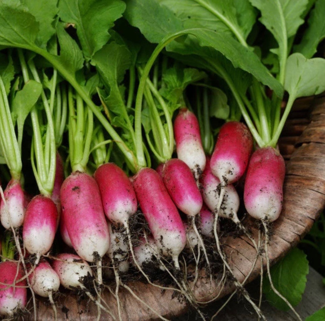 Organic French Breakfast Radish Seeds, Non-GMO, Fresh for 2026! USA Seller 🇺🇸