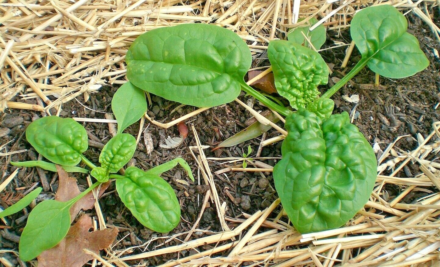 1 oz BLOOMSDALE SPINACH Seed Organic Spring Fall Vegetable Garden Container Easy