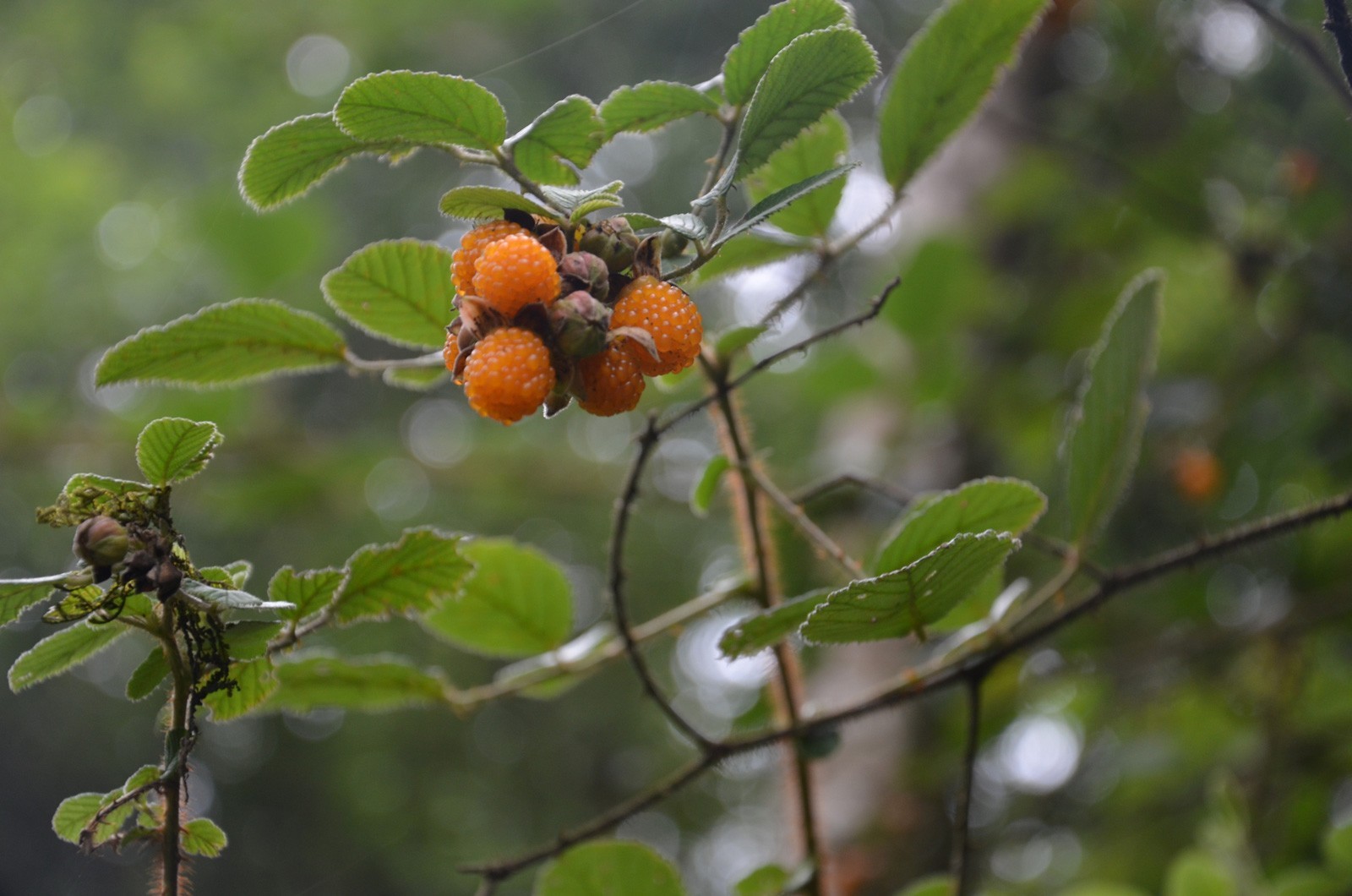 Rubus ellipticus | Ainselu | Golden & Himalayan Raspberry | 50_Seeds