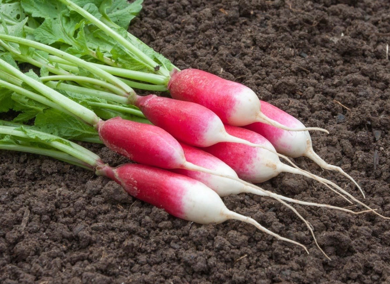 Organic French Breakfast Radish Seeds, Non-GMO, Fresh for 2026! USA Seller 🇺🇸
