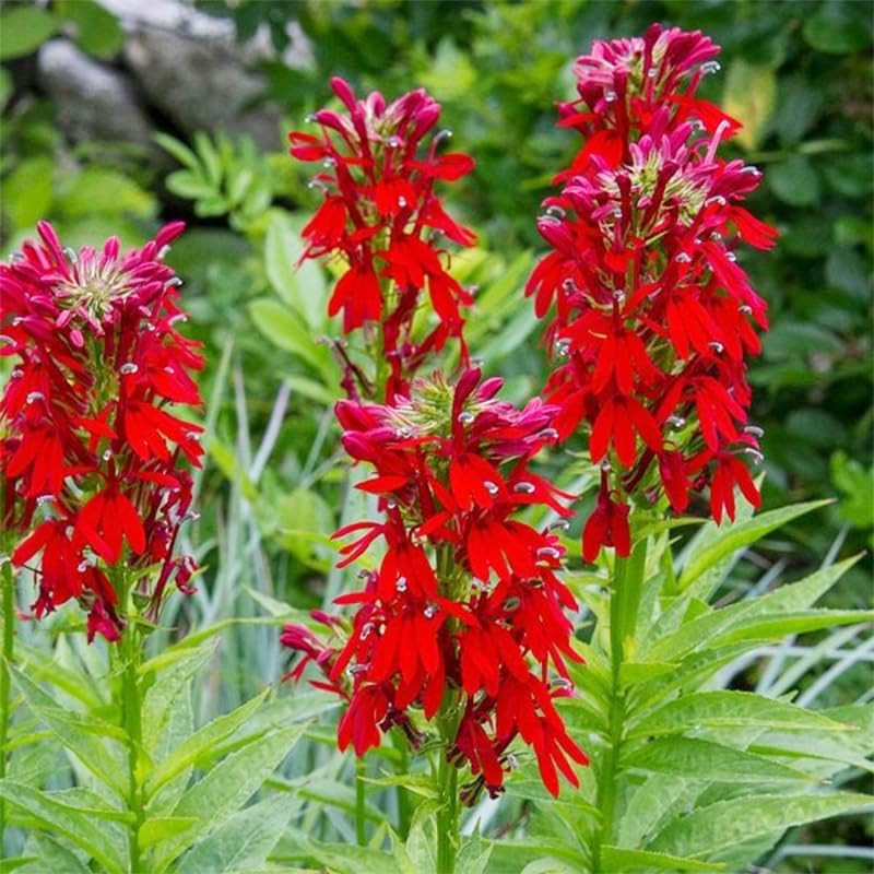 210+ Red Cardinal Flower Lobelia Cardinalis Seeds for Planting-Non-Gmo Heirloom