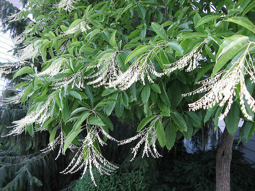 100 Lily of the Valley Sourwood Seeds (Oxydendrum arboreum) | Honey Bee Tree