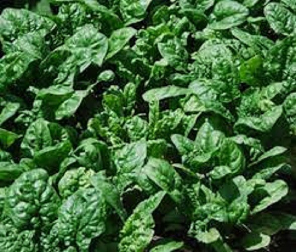Premium Giant Noble Spinach – Fresh Organic Heirloom Seeds – Very Sweet and Tall