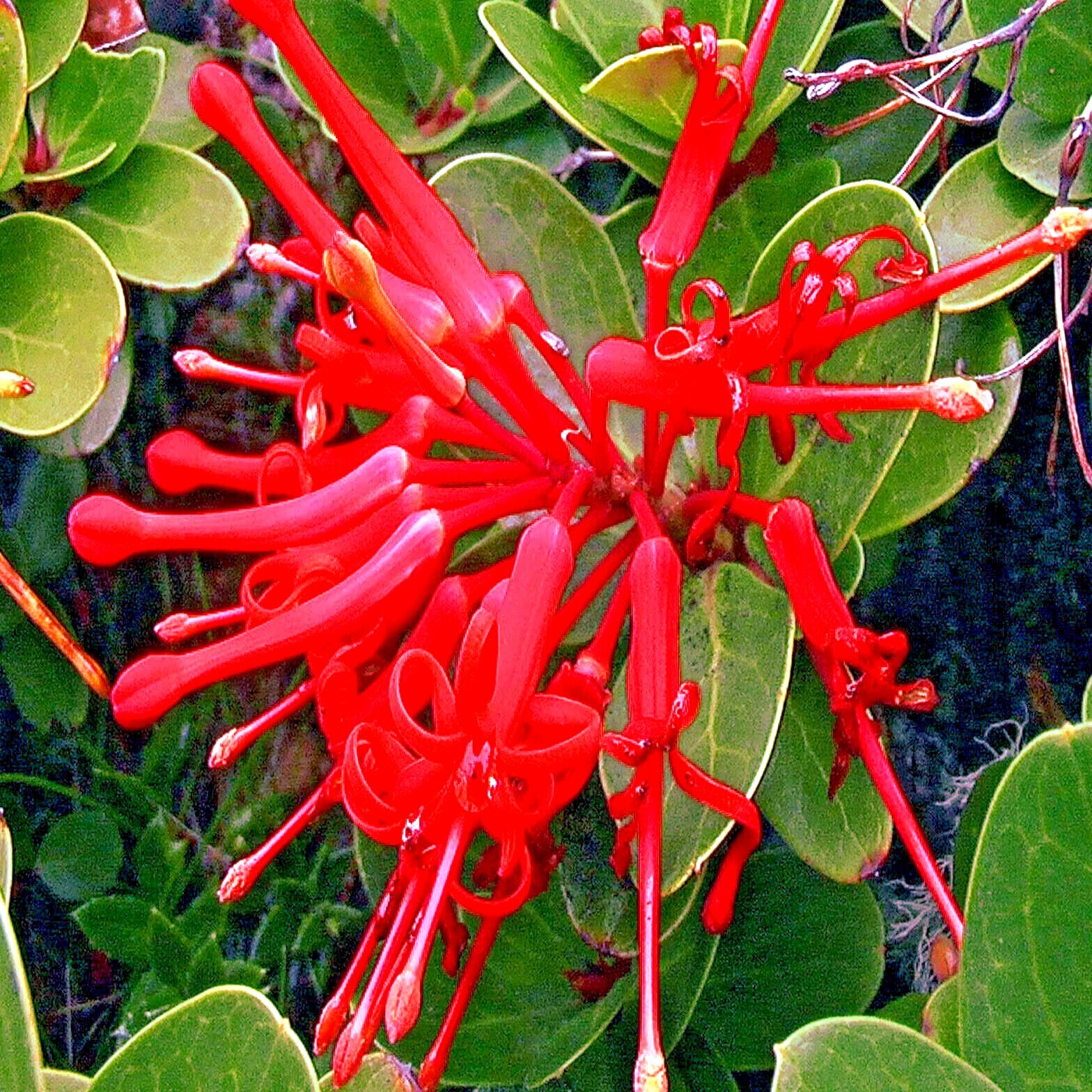 10 Chilean Firebush Tree Seeds Embothrium coccineum Flame Flower Plant RARE!