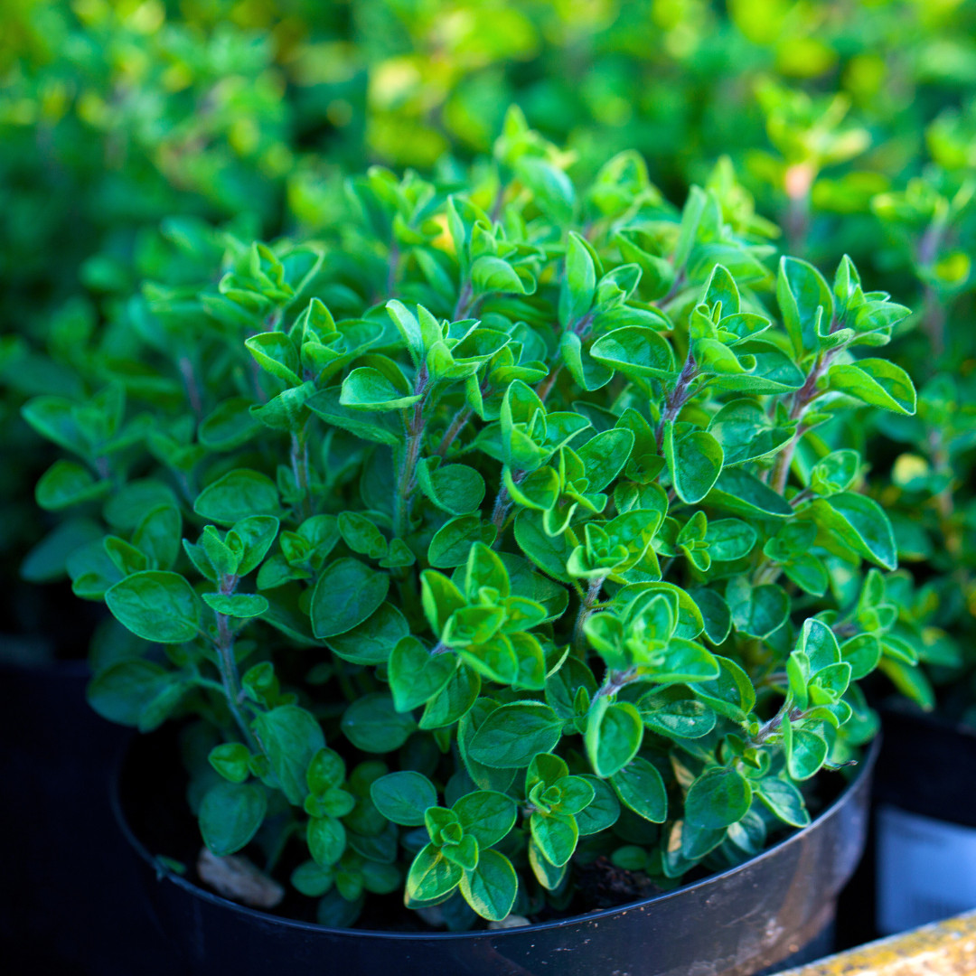 Fresh Oregano Seeds | Italian | Herb | Culinary | Heirloom Non-GMO | Herb Seeds