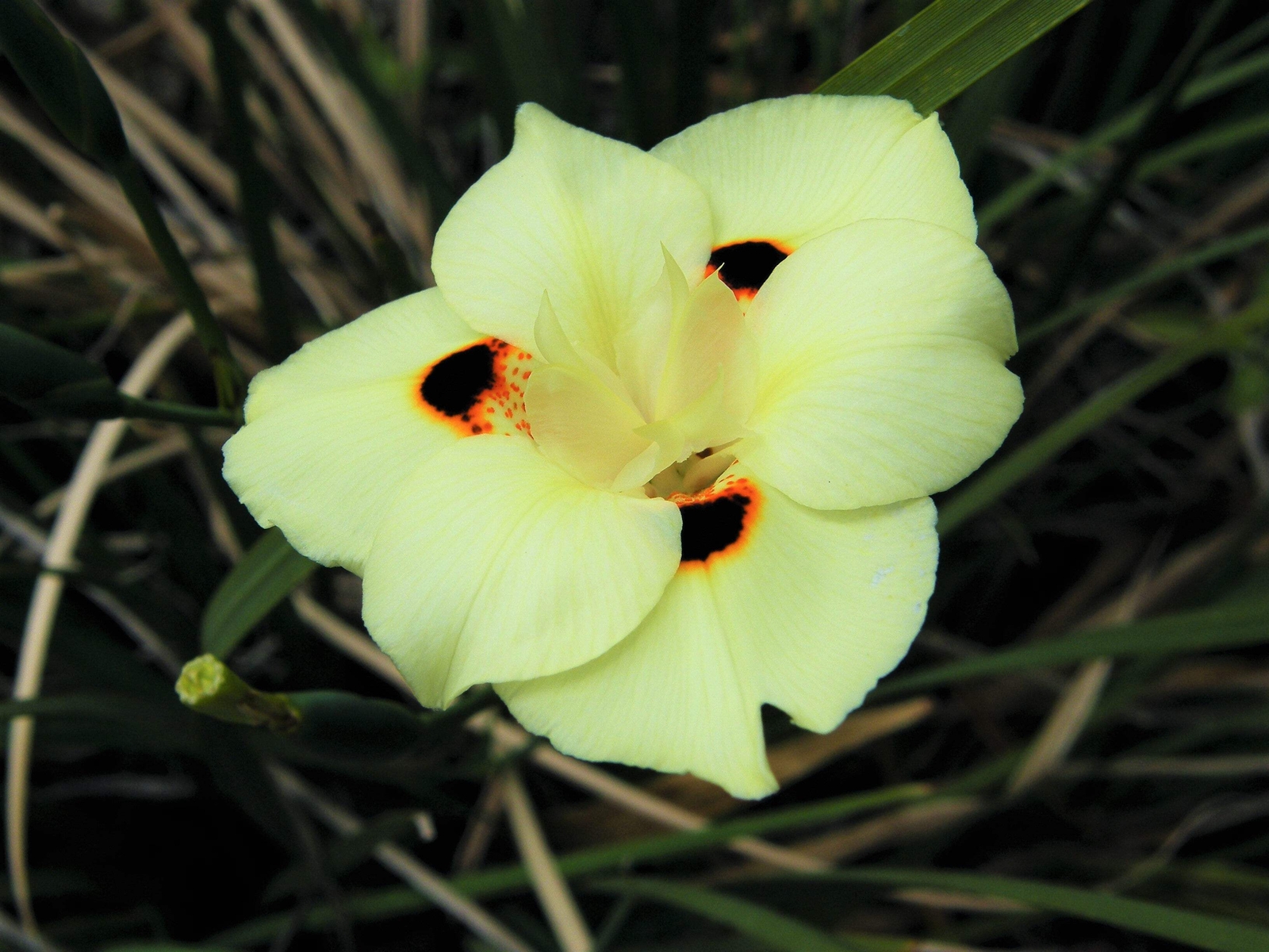 20 YELLOW AFRICAN IRIS Fortnight Lily Dietes Bicolor Butterfly Flag Flower Seeds