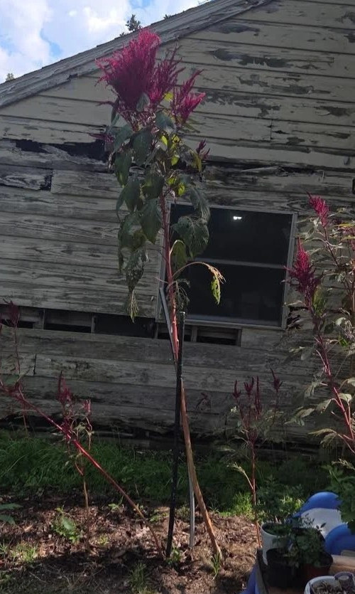 ~150 Amaranth “red garnet” seeds. Hardy GF grain from 10-foot-tall plant.