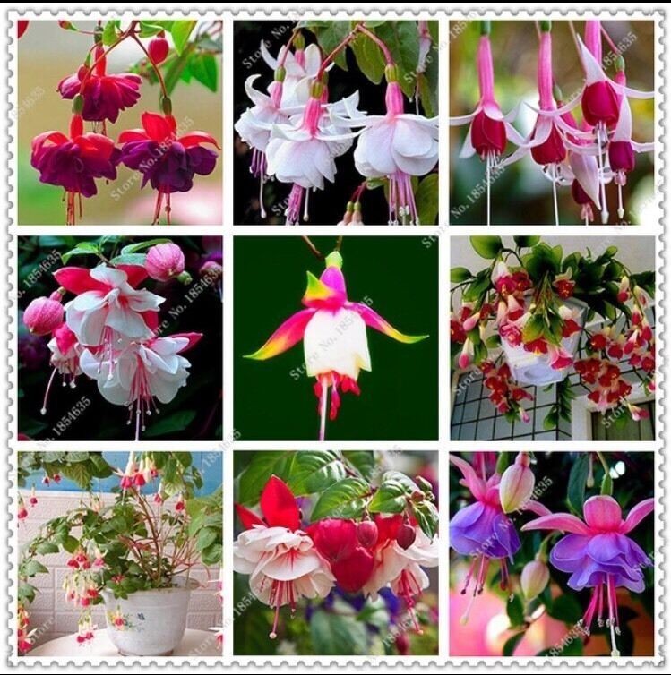 Mix 50pcs/bag Fuchsia Seeds Potted Flowers seeds,bonsai seeds.#6445