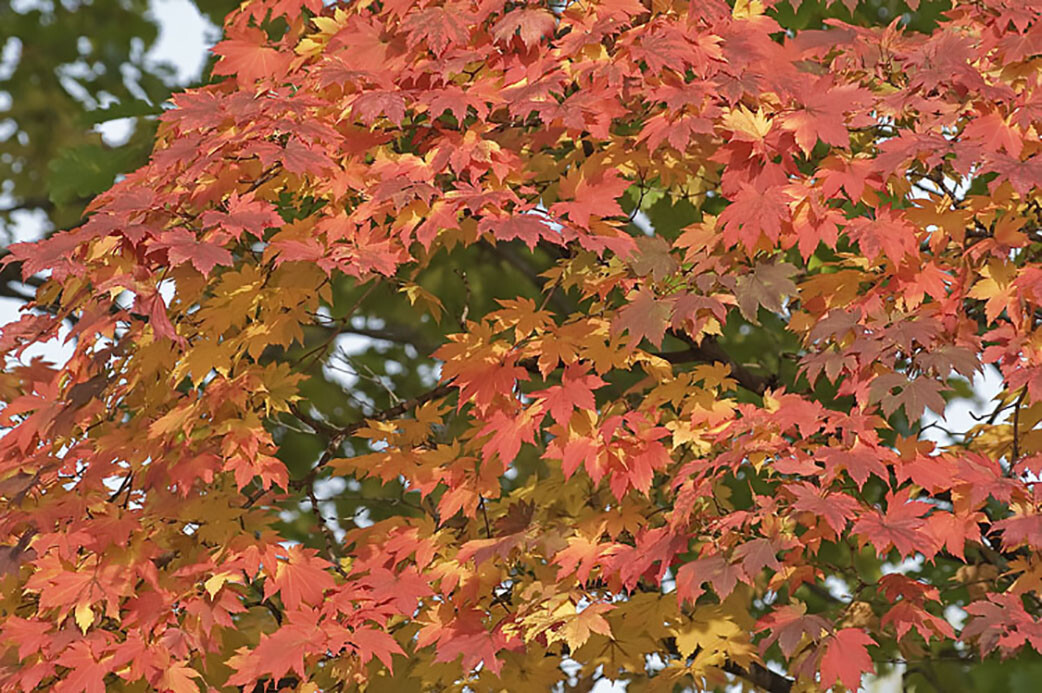Korean Maple, Acer pseudosieboldianum, Tree Seeds