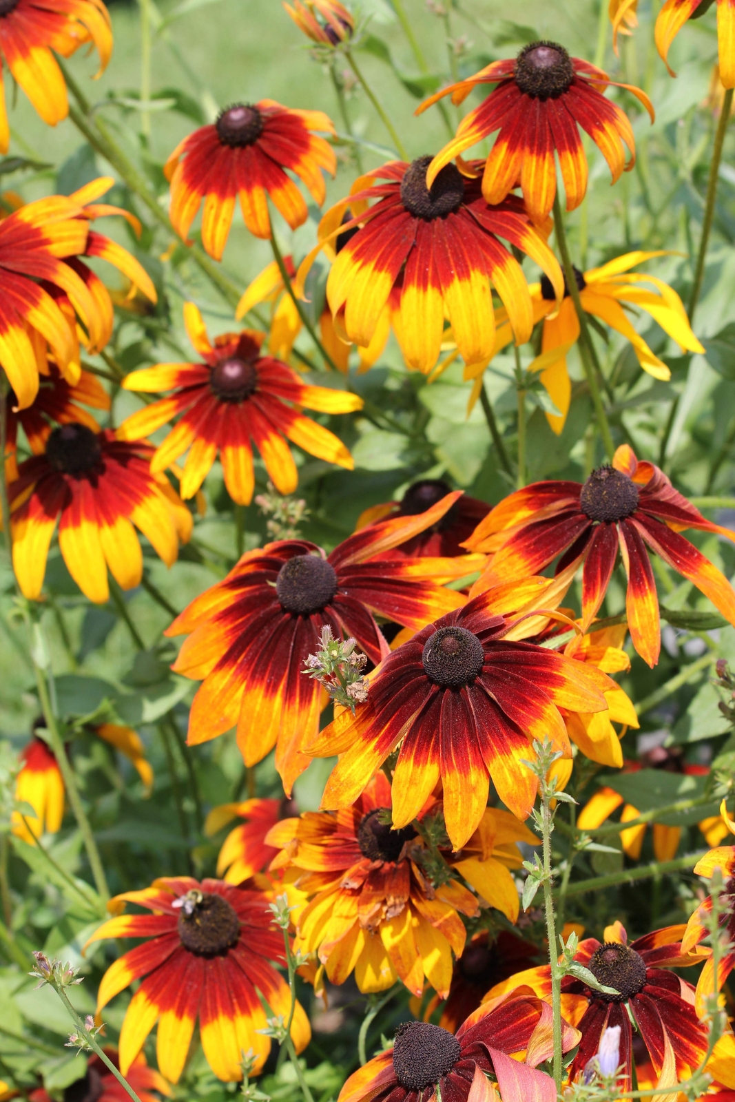 4000 GLORIOSA DAISY INDIAN SUMMER Rudbeckia Hirta Flower Seeds *Flat S/H