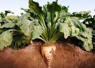Beets Sugar Beet 250 seeds