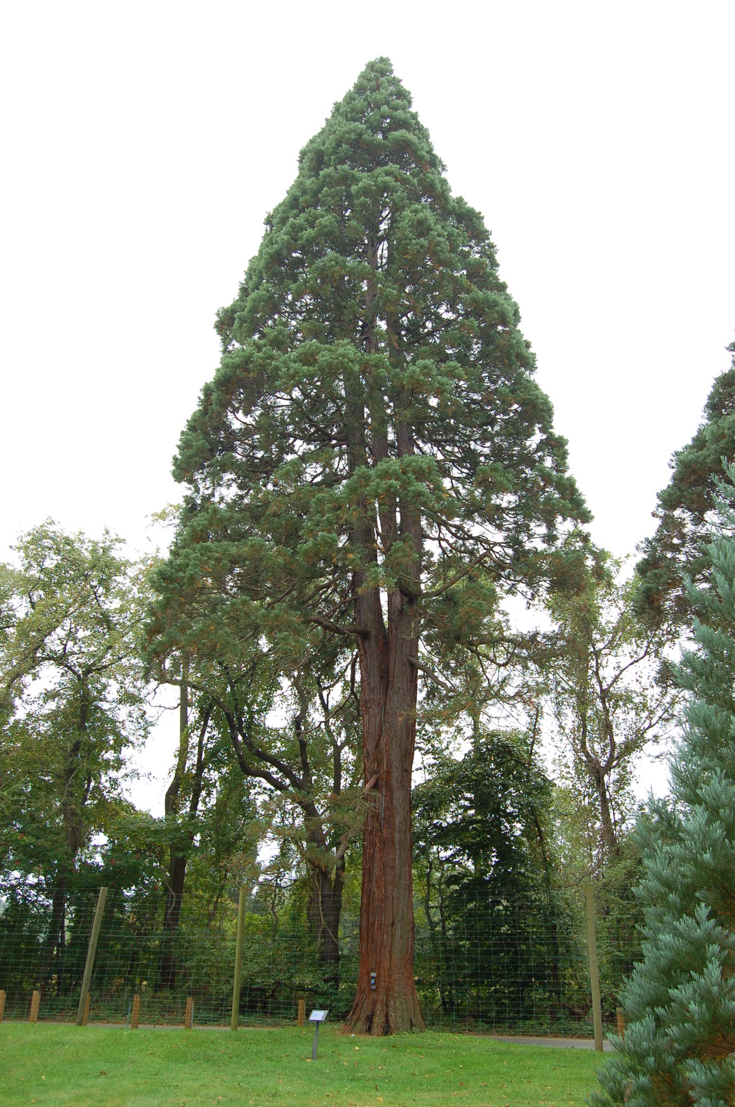 Giant Sequoia, Sequoiadendron giganteum, Tree Seeds (Fast, Evergreen)