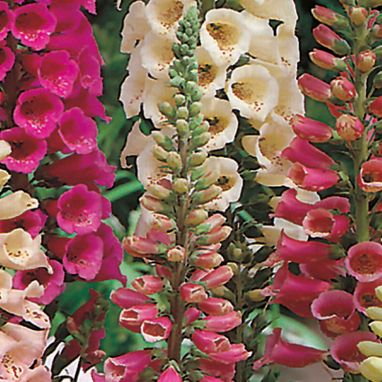 Foxglove Vibrant Mix, Great for Hummingbirds . 1000 Seeds Free Shipping!