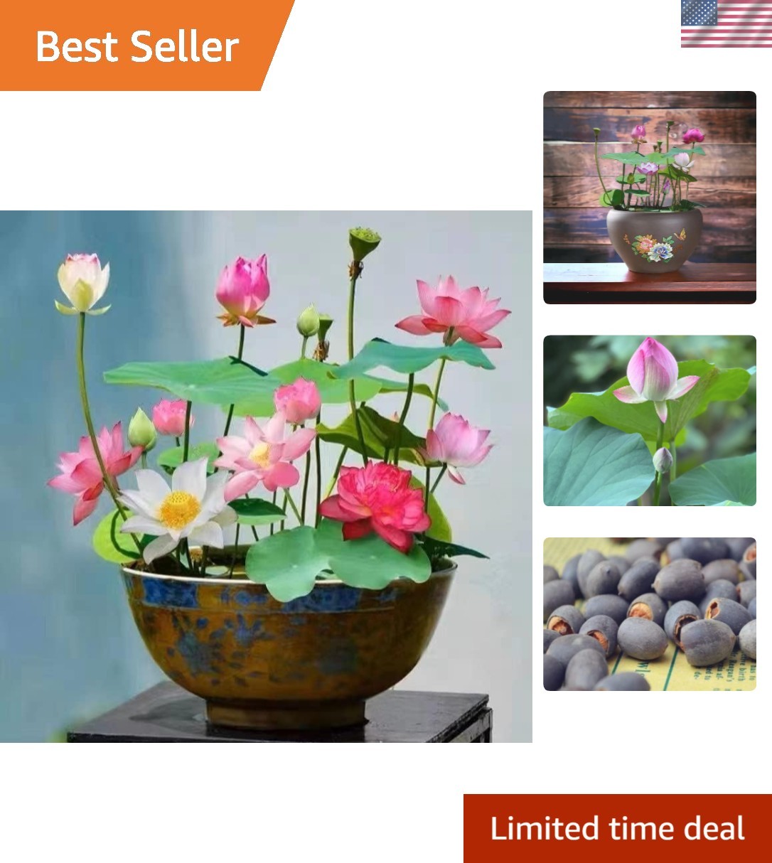10PCS Vibrant Mixed Lotus Seeds for Stunning Indoor & Outdoor Water Gardens