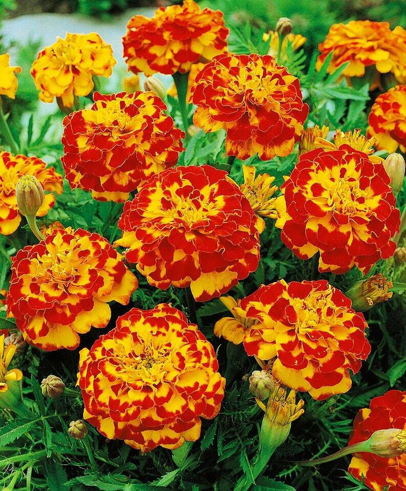 French Marigold BOLERO Mix FIERY COLORS Dwarf Beneficial Plant Non-GMO 100 Seeds