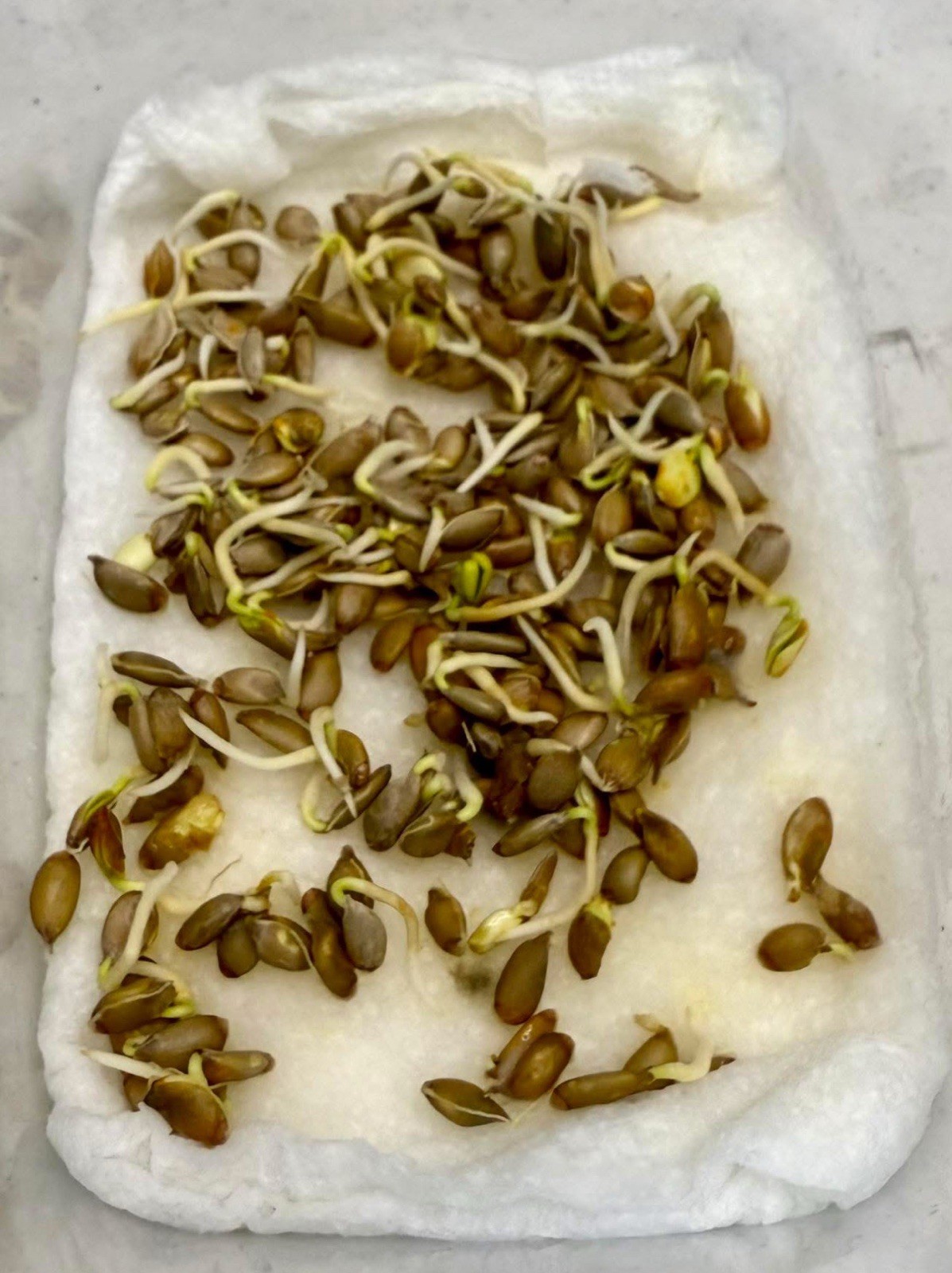 100+ Kaffir Lime Seeds Harvested 9/2025 Always Fresh And New Seeds มะกรูด