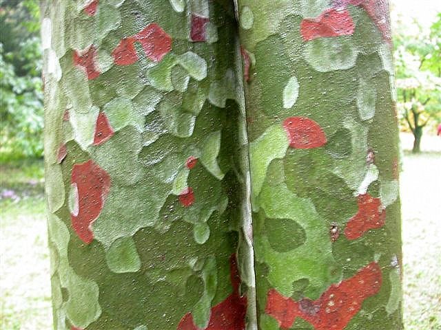 Lacebark Pine, Pinus bungeana, Tree Seeds (Showy Hardy Evergreen, Bonsai)
