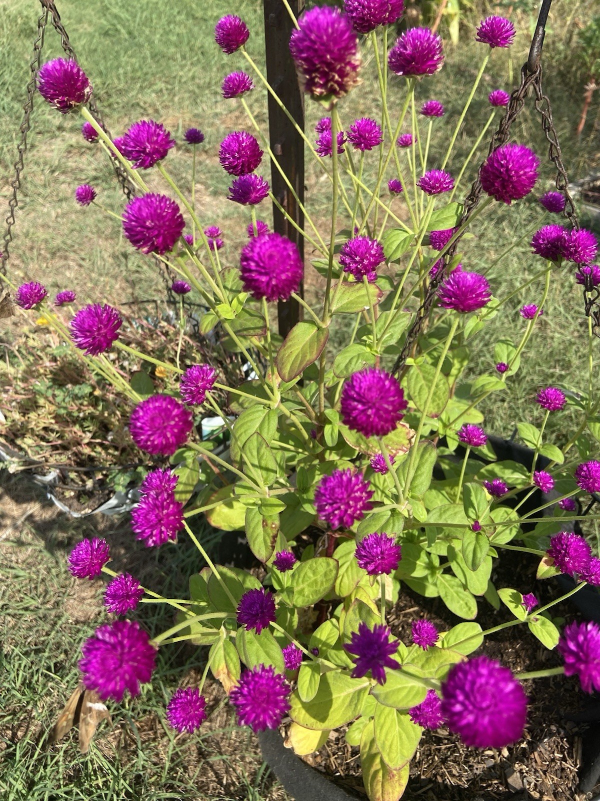 Globe Amaranth / Gomphrena / Purple – 30 Seeds / FREE Shipping