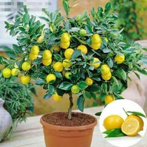 Dwarf Lemon Bonsai Tree Seeds for Planting – 30+ Seeds – Ships from Iowa, USA