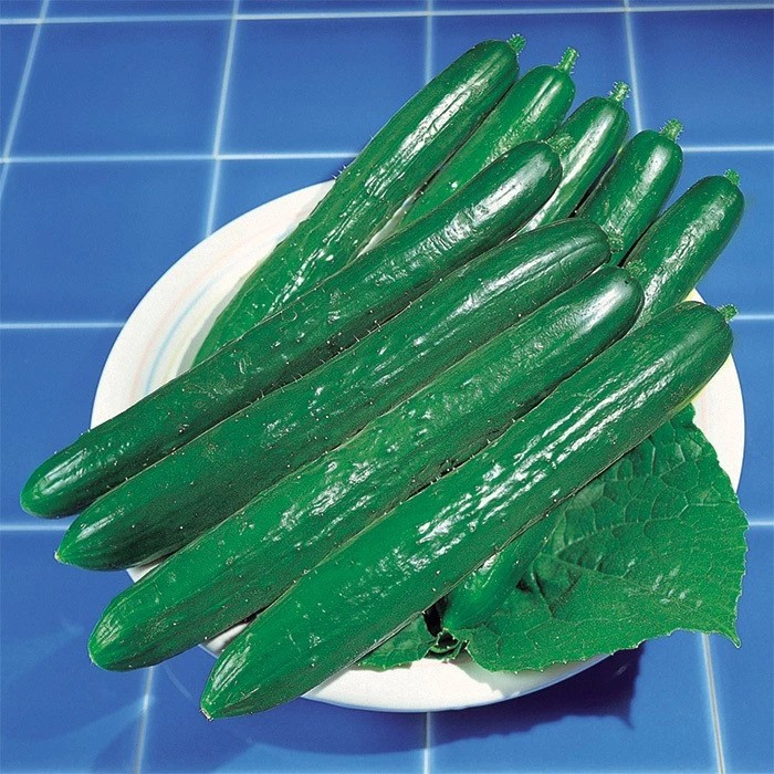 50+ Cucumber Seeds – Southern Delight – Japanese — Large Yielding ——– RARE