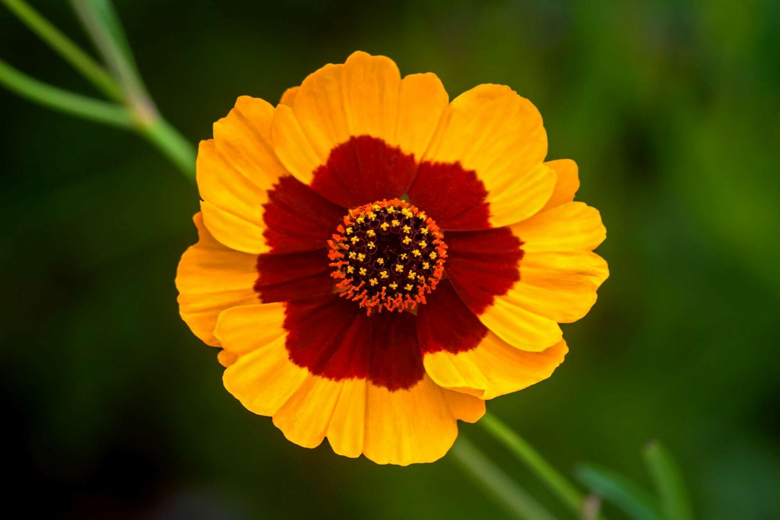 1001+PLAINS COREOPSIS Seeds Native Wildflower Drought Heat Pollinators Tickseed