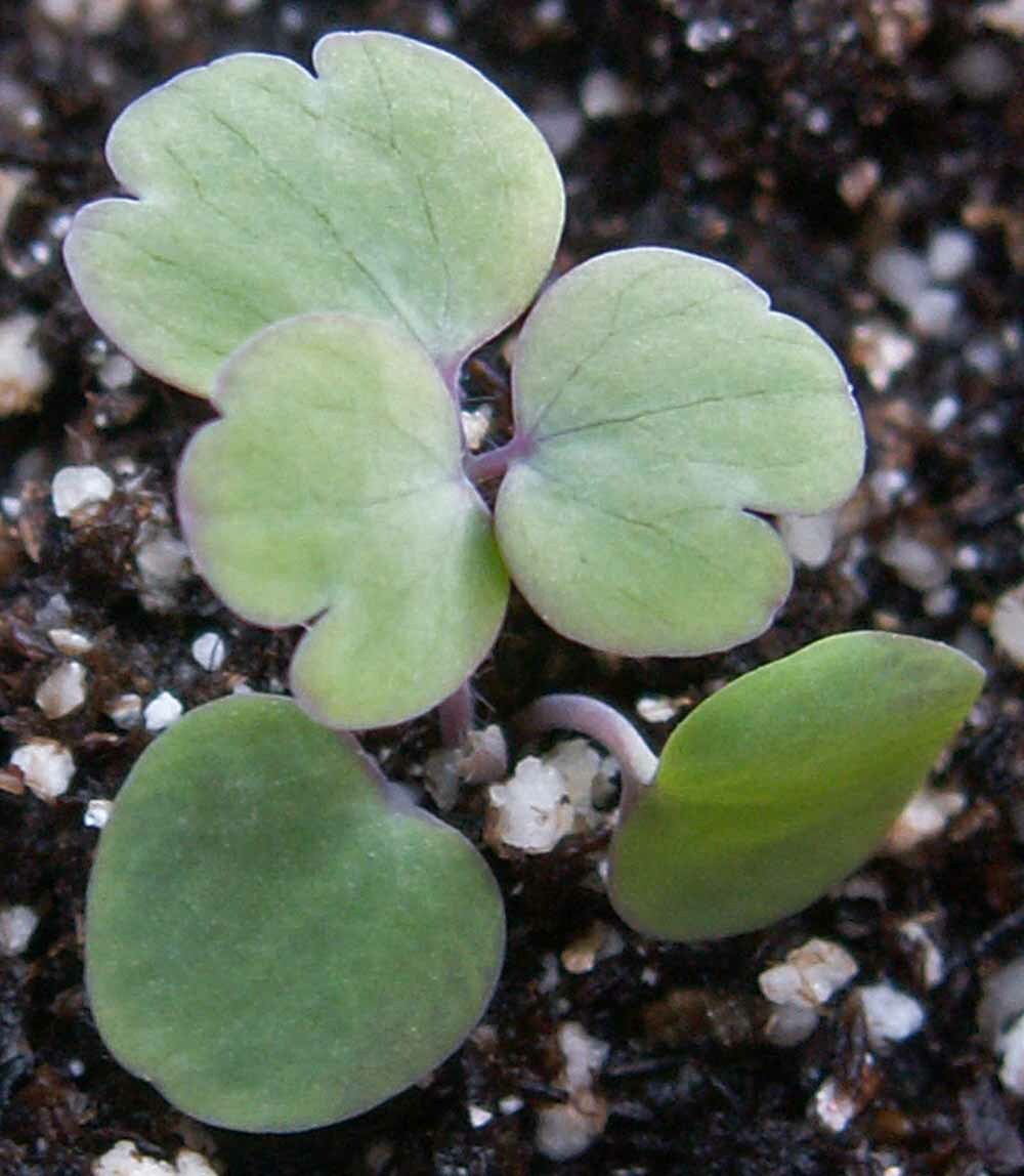 Columbine DWARF MIX Granny’s Bonnet Perennial Fall Planting Non-GMO 500 Seeds!