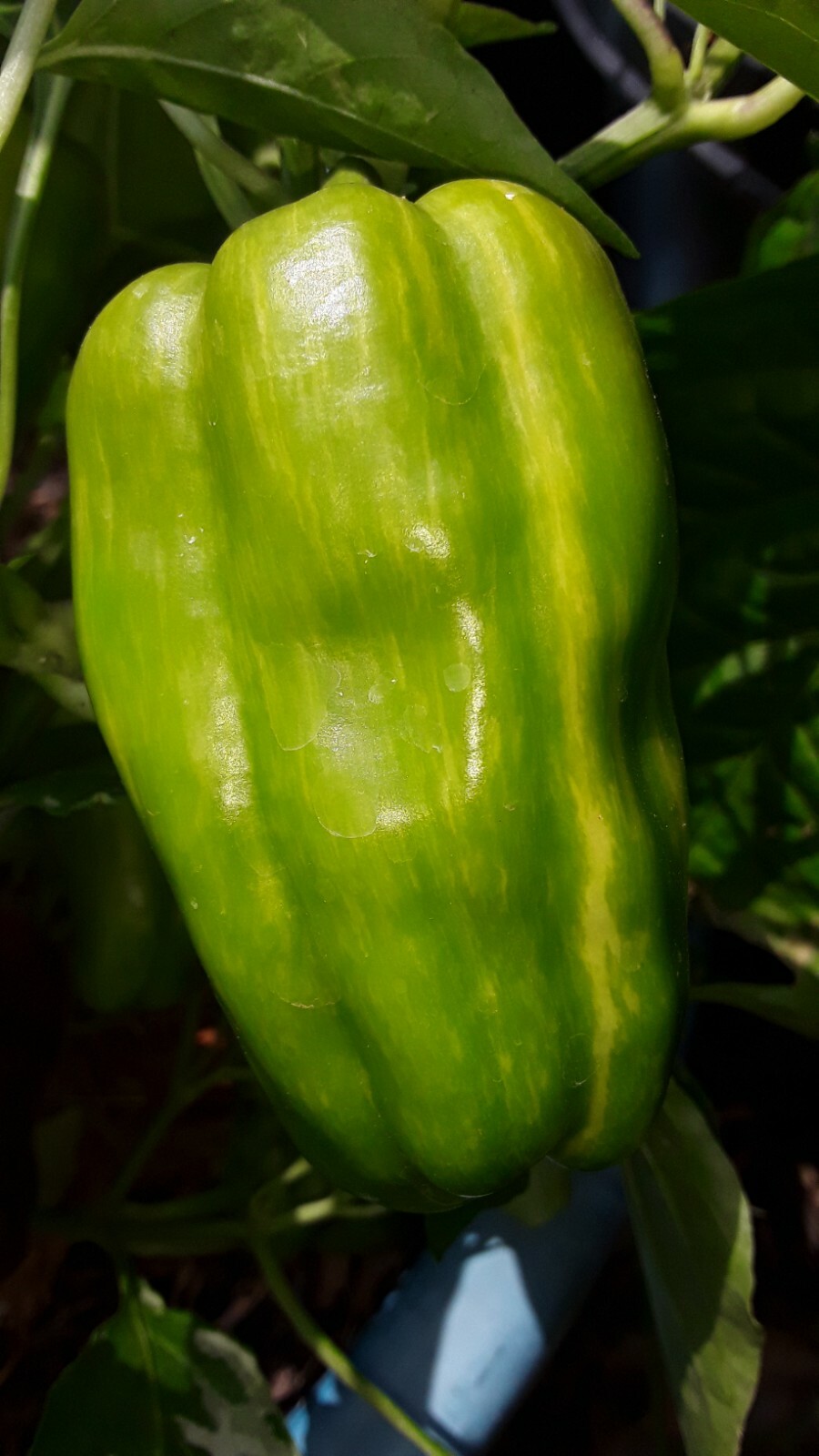 50+ Candy Cane Pepper seeds. Very sweet and hot. Open Pollinated