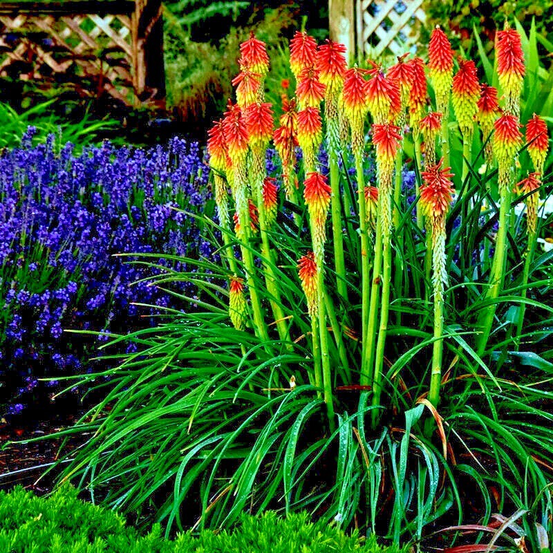 20 “RARE DWARF” FIRE DANCE Torch Lily Flower Seeds Kniphofia hirsuta Hardy Plant