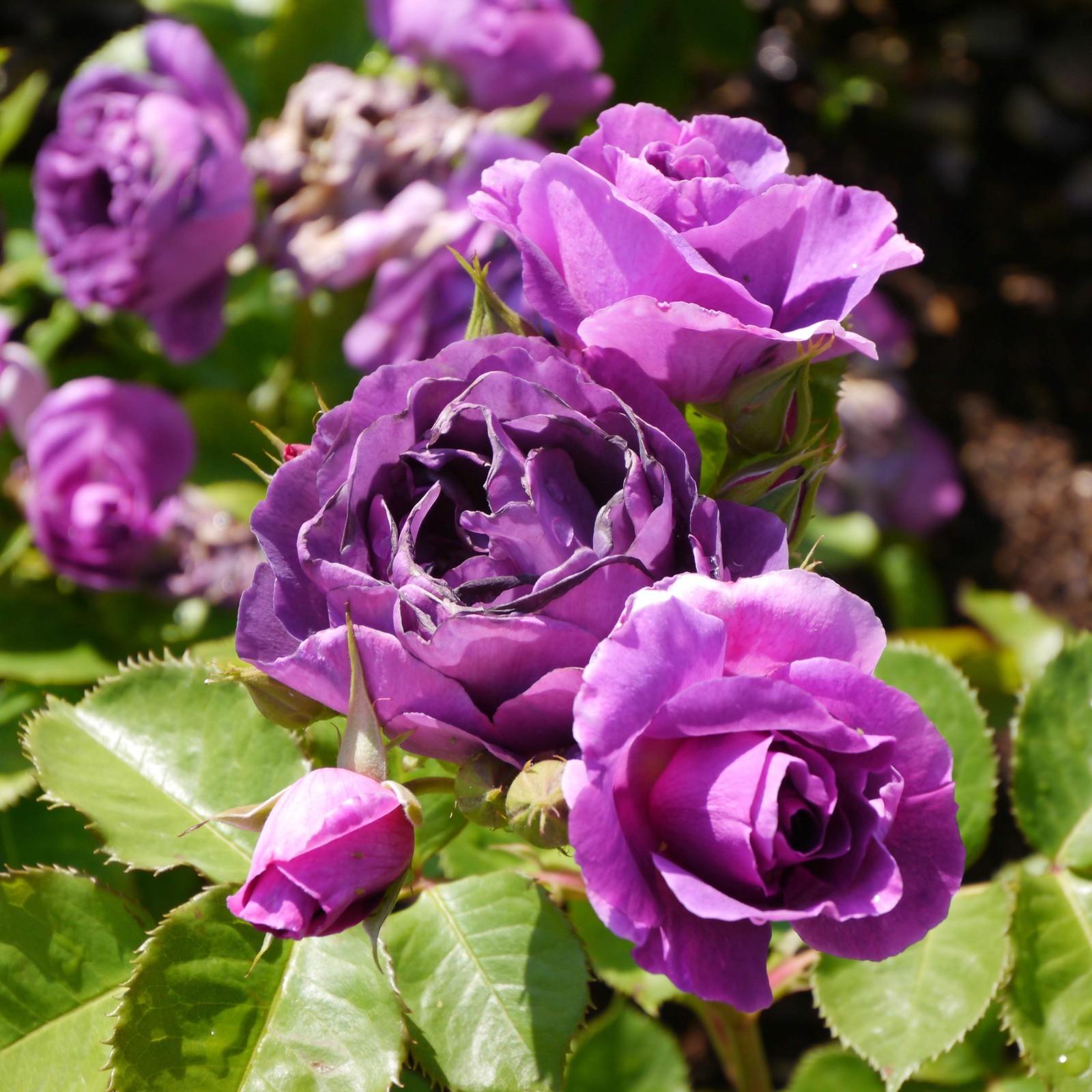5 PURPLE CLIMBING ROSE Rosa Bush Vine Climber Fragrant Butterfly Flower Seeds