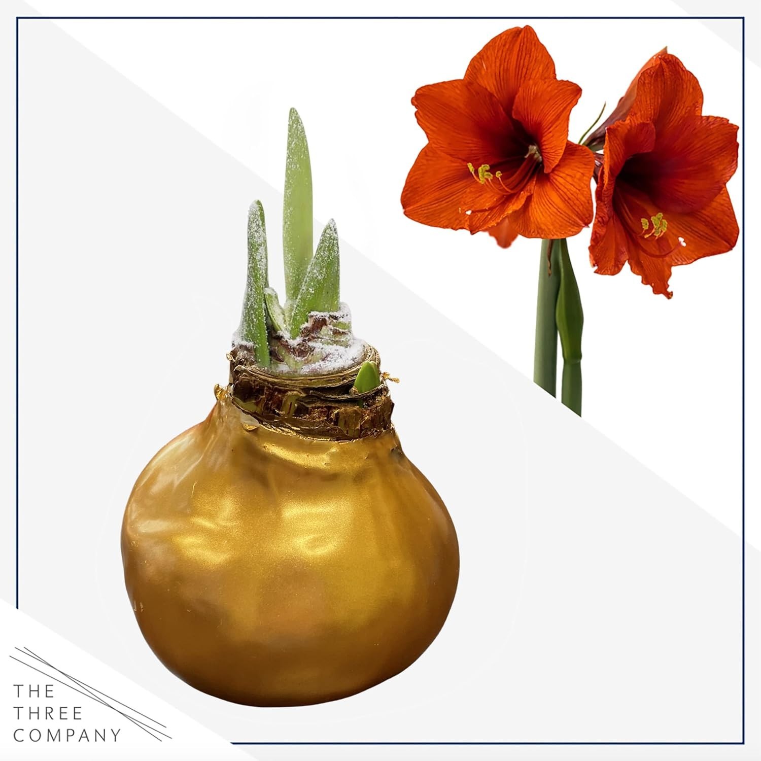 Stunning Waxed Amaryllis Bulb – Low Maintenance Live Plant for the Holidays