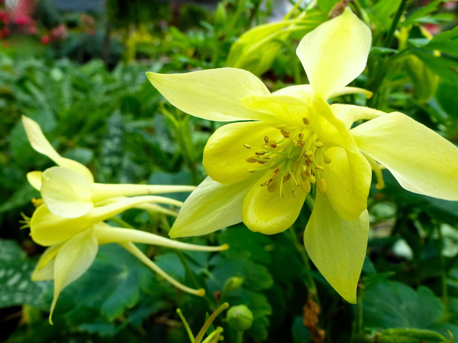 50 Mixed Colors MCKANAS GIANT COLUMBINE Aquilegia Vulgaris Flower Seeds