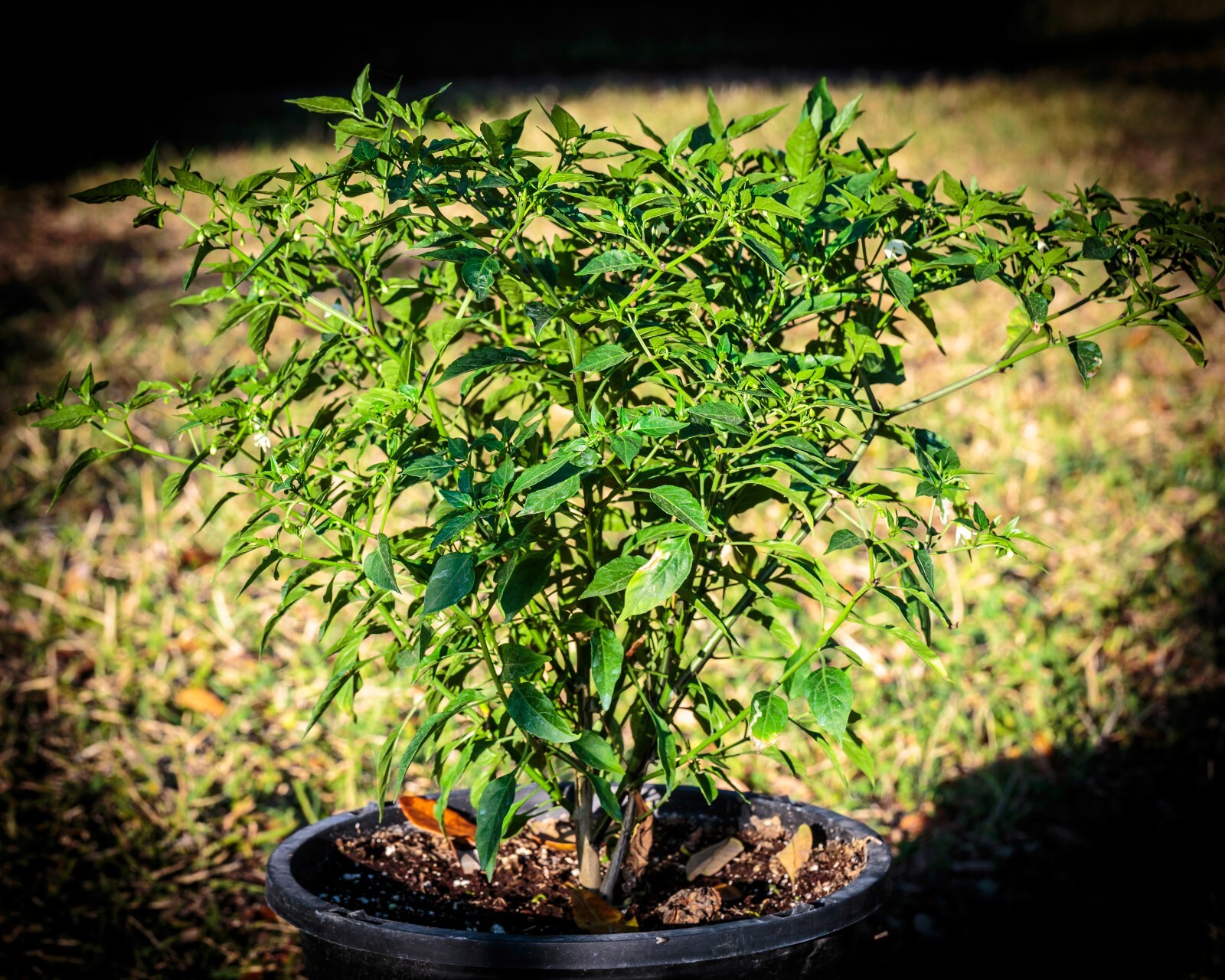 Heirloom Chiltepin Pepper Seeds – Capsicum anuum var. glabriusculum – Non-GMO