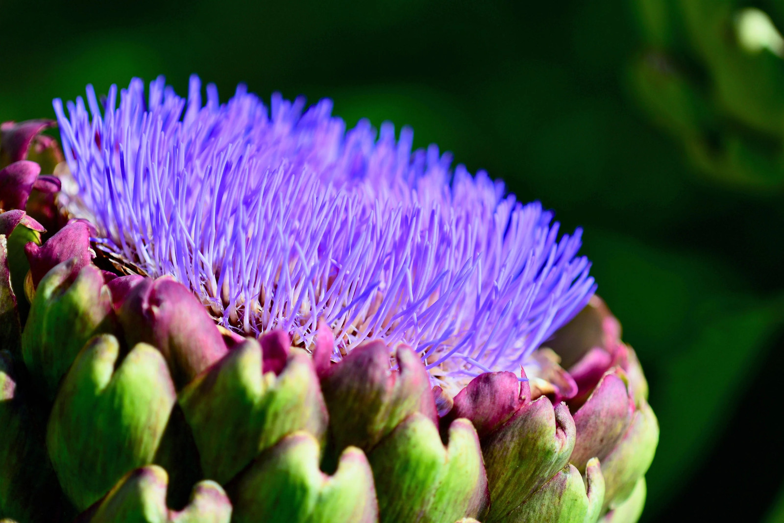 25 CARDOON Cynara Cardunculus Artichoke Thistle Perennial Edible Vegetable Seeds