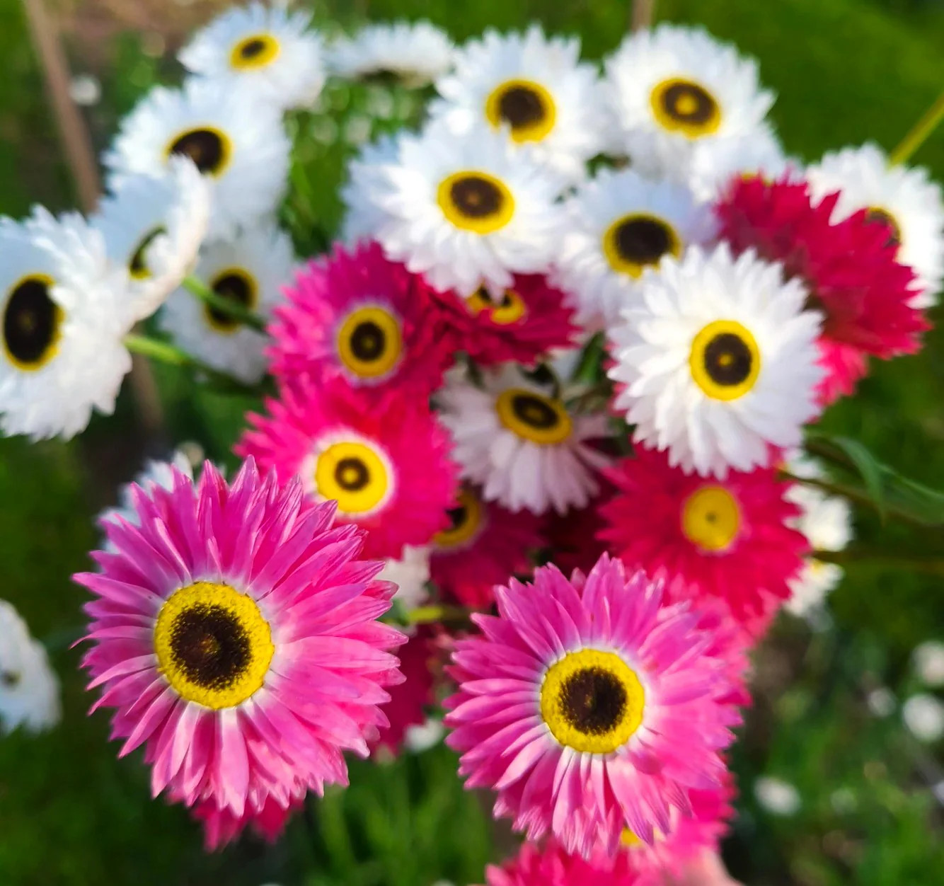 Giant Flowered Mix Paper Daisy Seeds – For 2025 Planting Mixed Colors Sunray