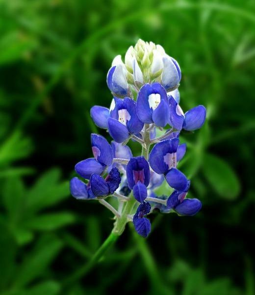 Lupinus texensis | Texas Bluebonnet or Lupine | 20 Seeds