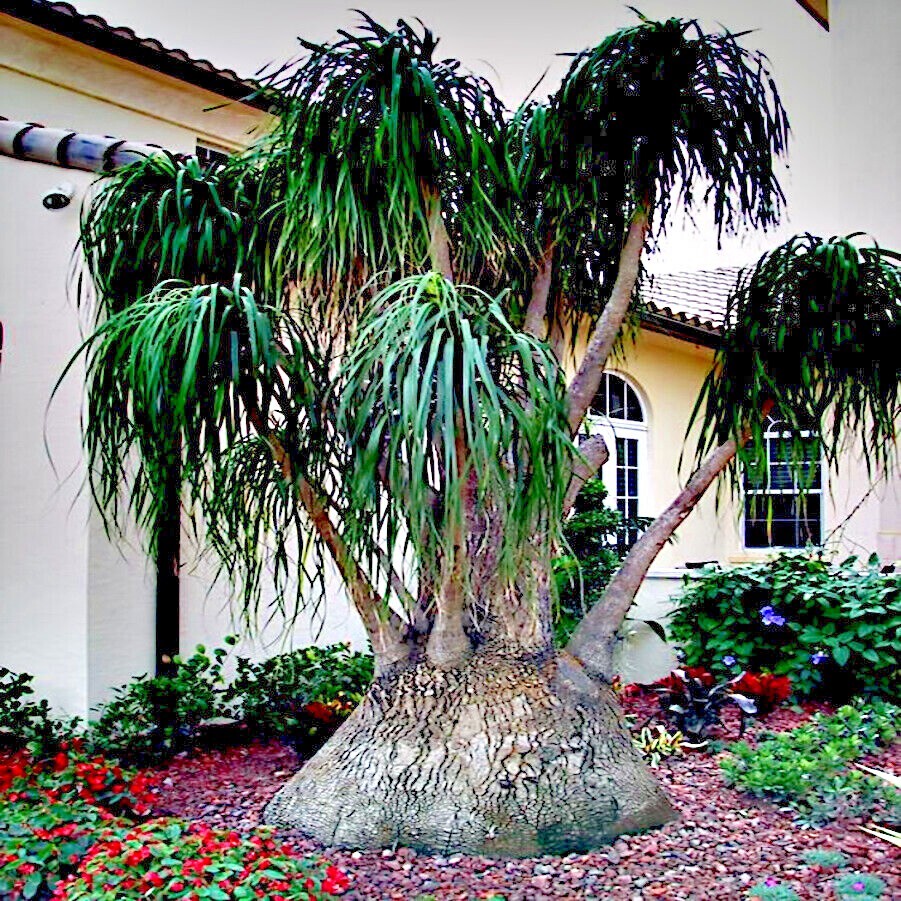 Ponytail Palm Tree Seeds Beaucarnea recurvata Elephant Foot Indoor House Plant