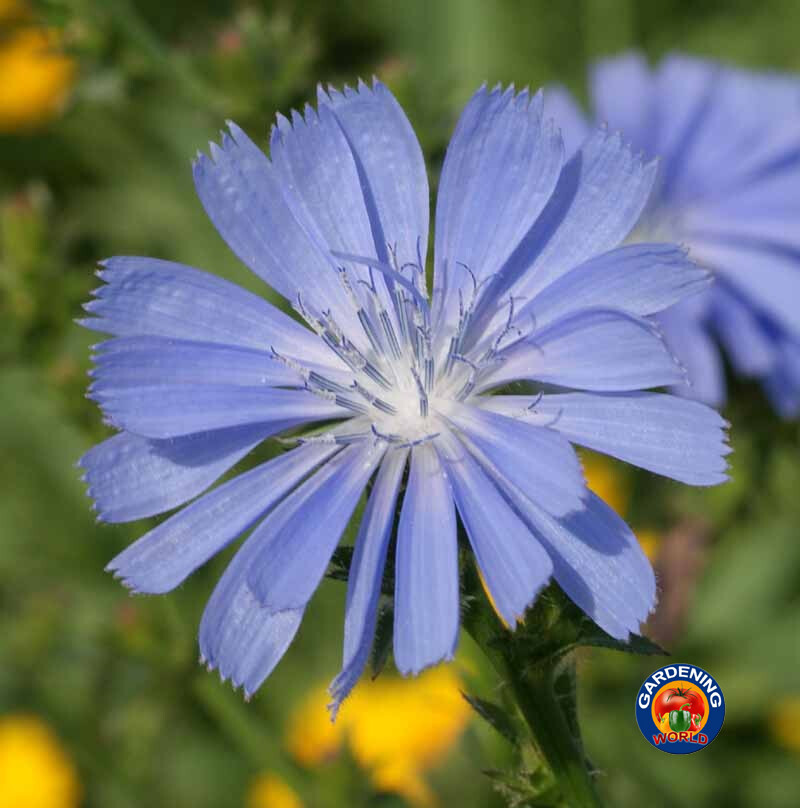 1000 Chicory Seeds Cichorium intybus